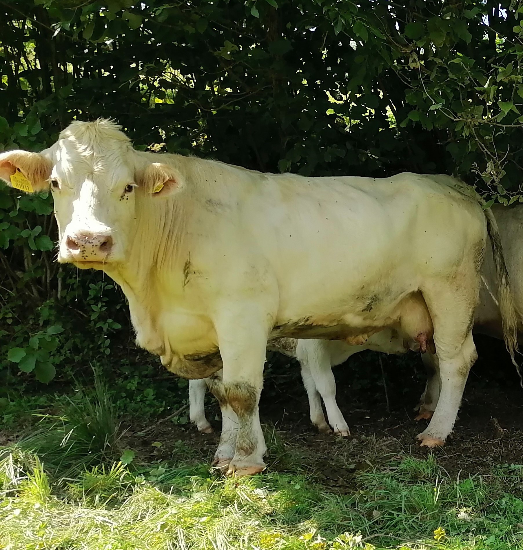 CHAROLAIS